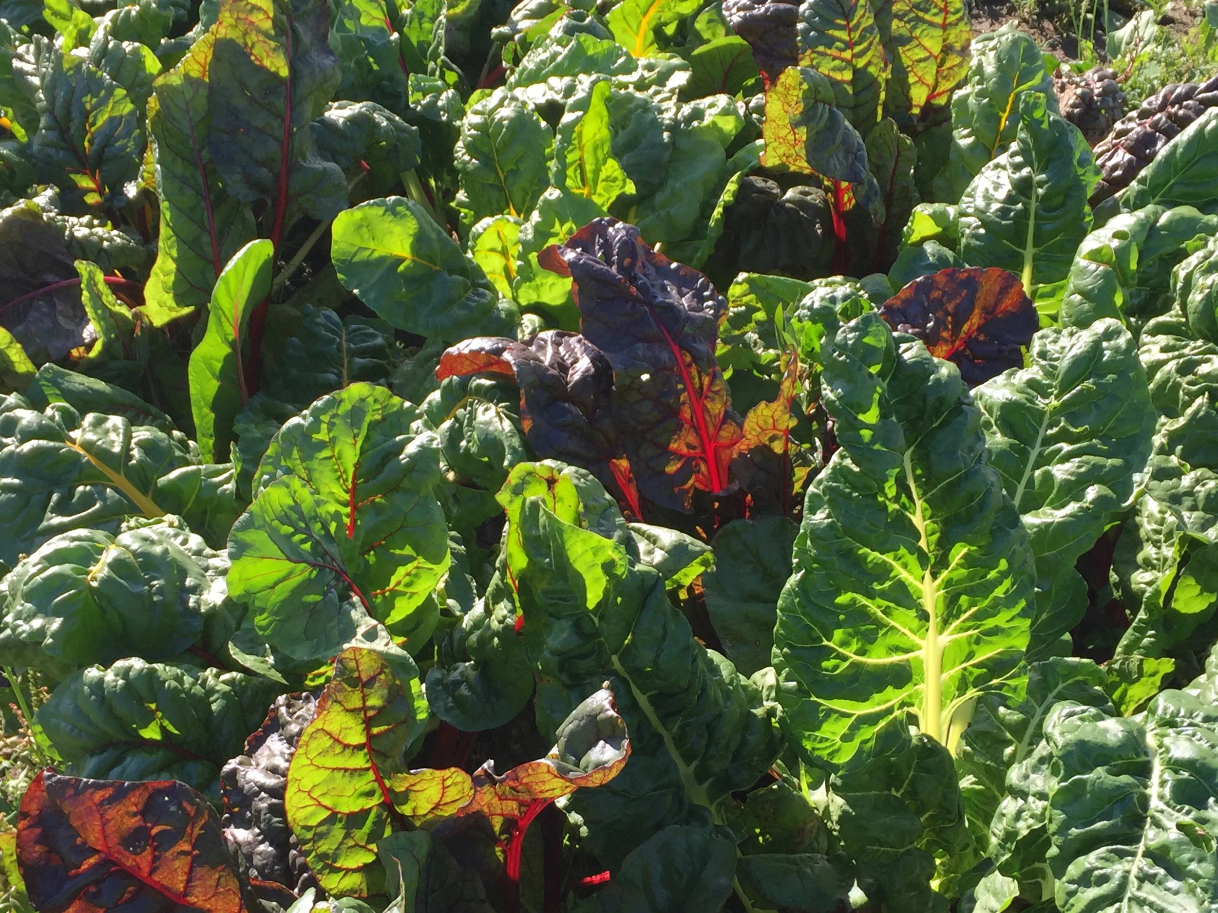 iphone dump Aug162016 724.JPG