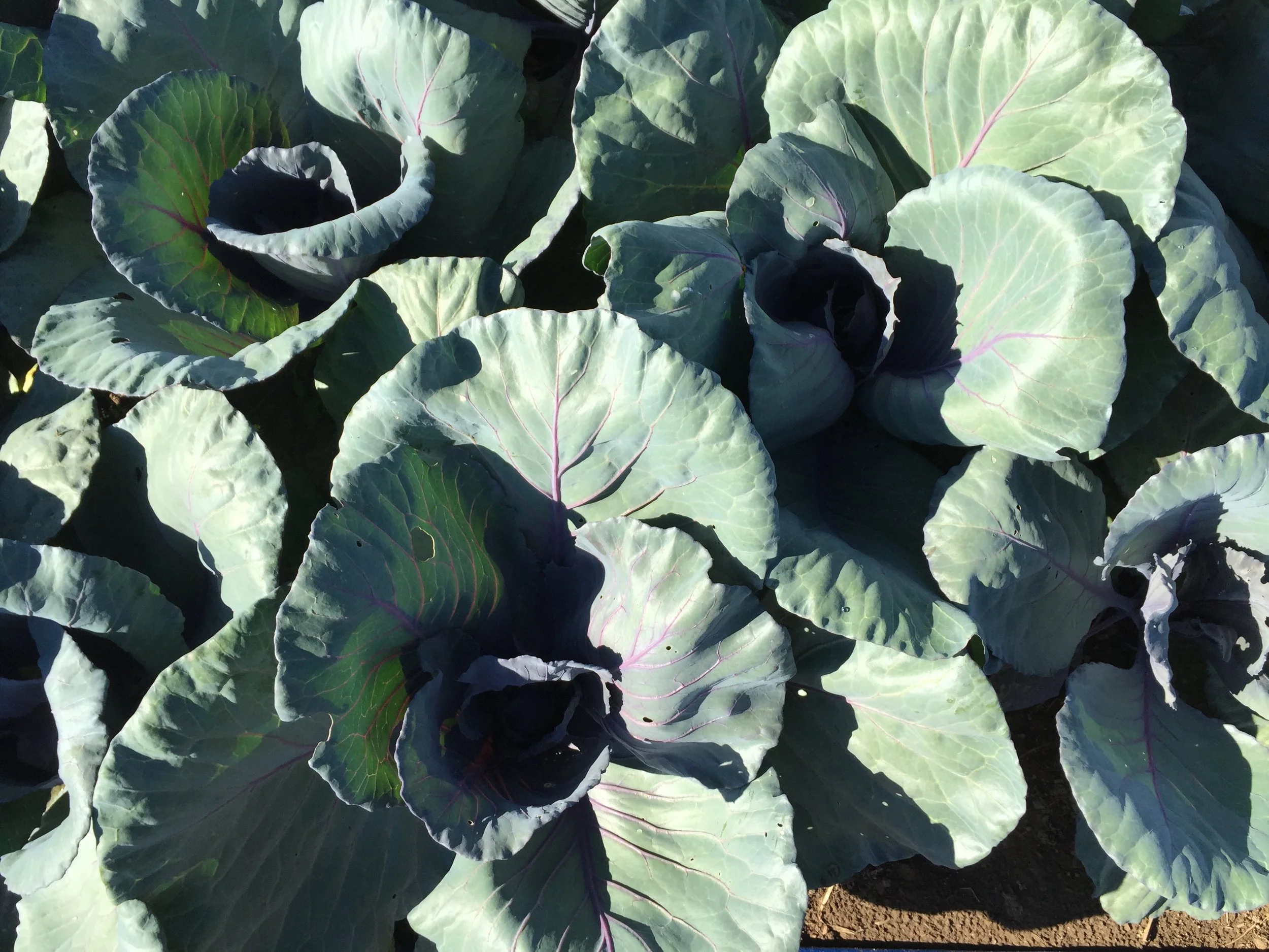 Spirit creek cabbage