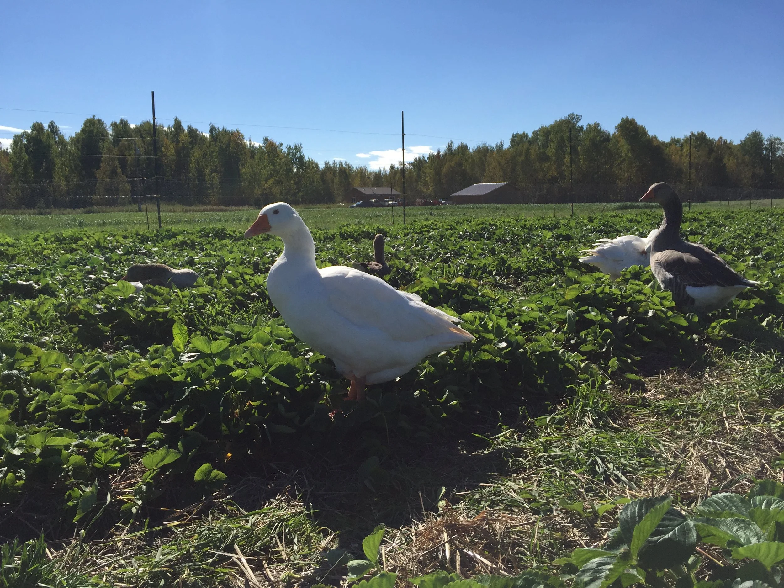 Phone dump Aug262017 092.JPG