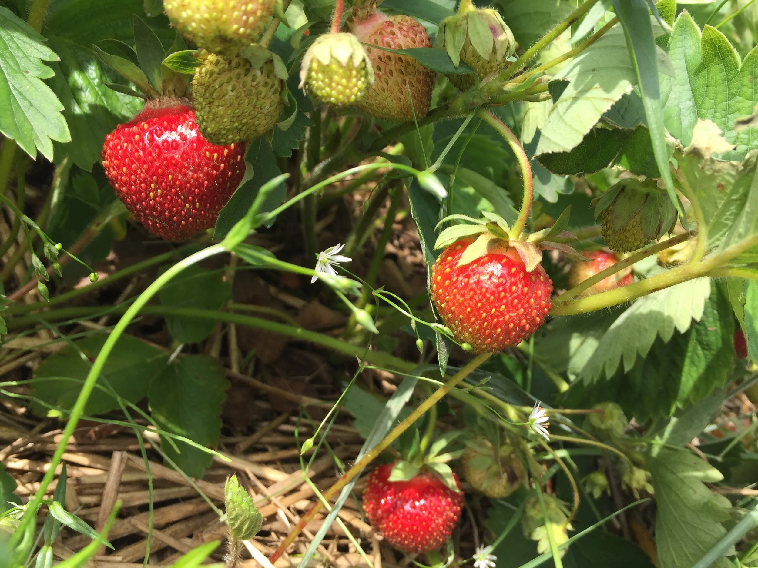 Phone dump Aug262017 464.JPG