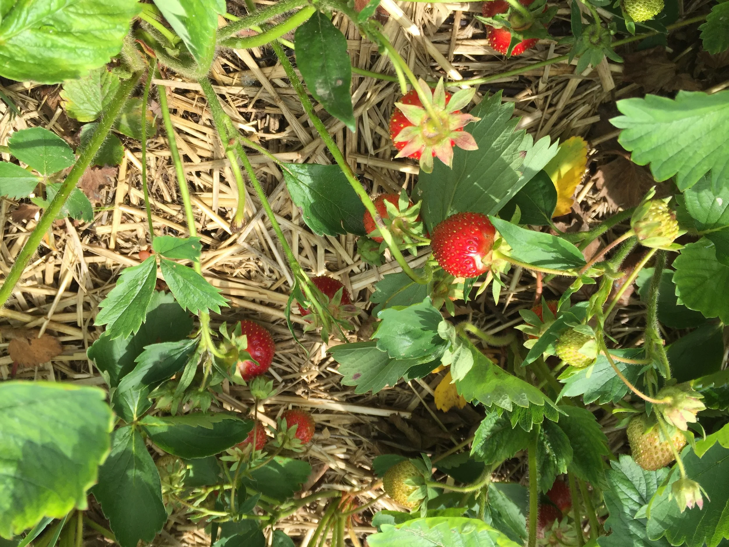 Phone dump Aug262017 465.JPG