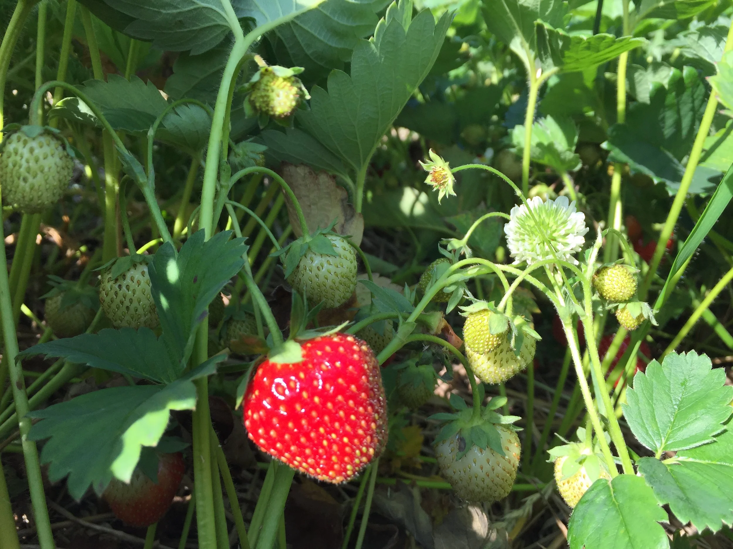 Phone dump Aug262017 482.JPG