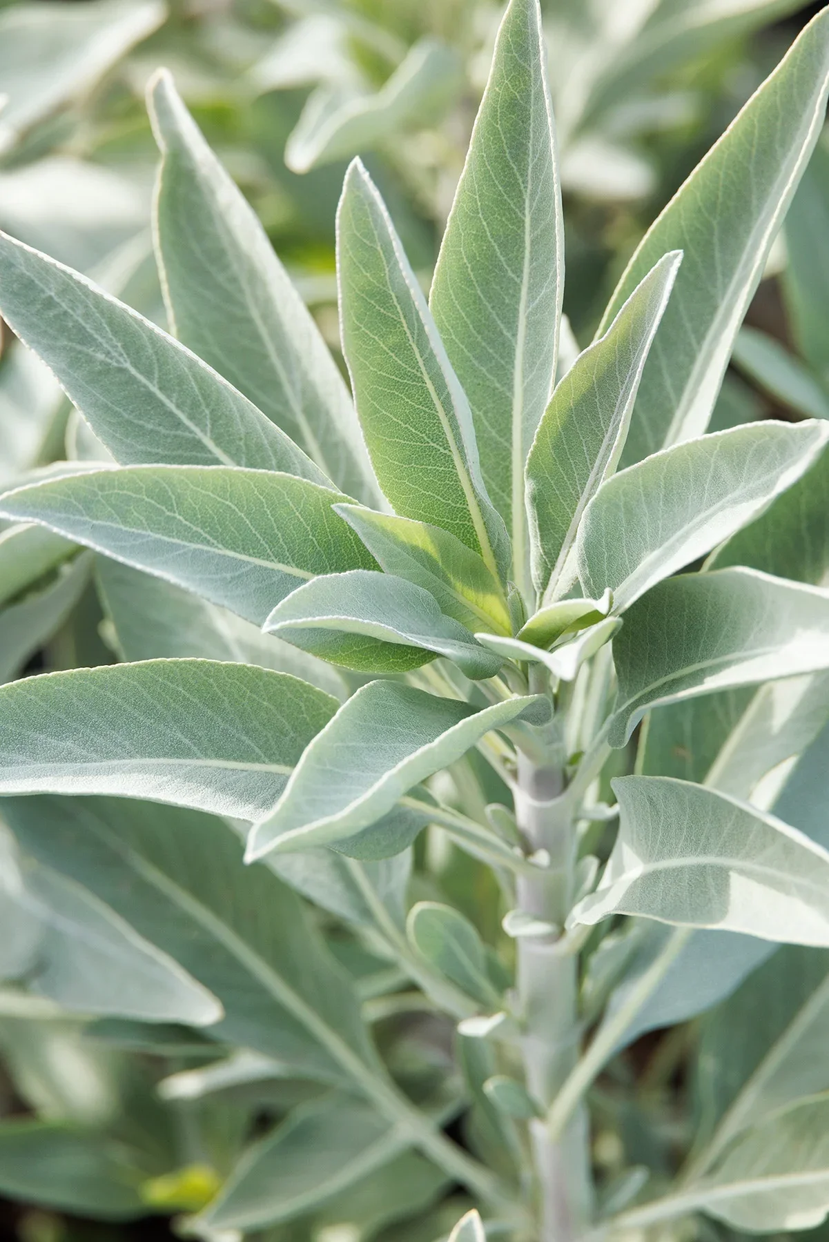 white sage.webp