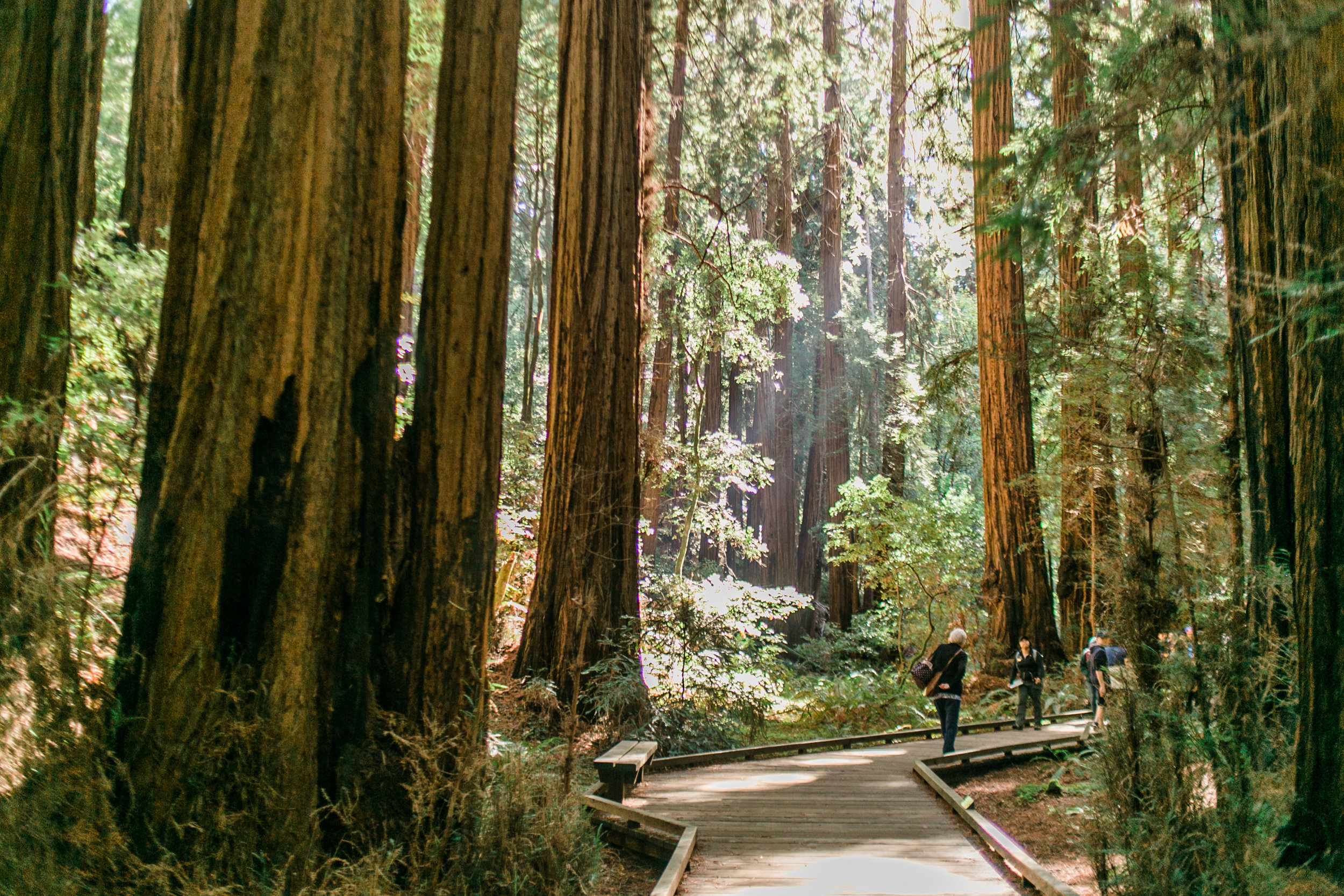 muirwoods (34 of 92).jpg