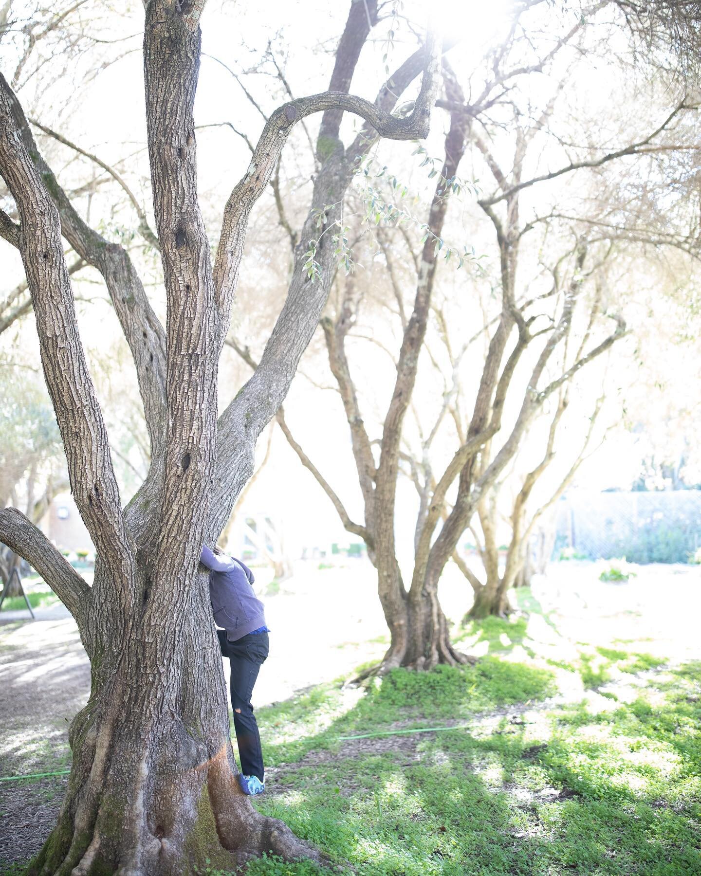 Is April Fools&rsquo; Day over? I like to hide out because I&rsquo;m so gullible￼! What are your favorites from yesterday- or previous years? #aprilfools #filoli #climbatree #vitaminN