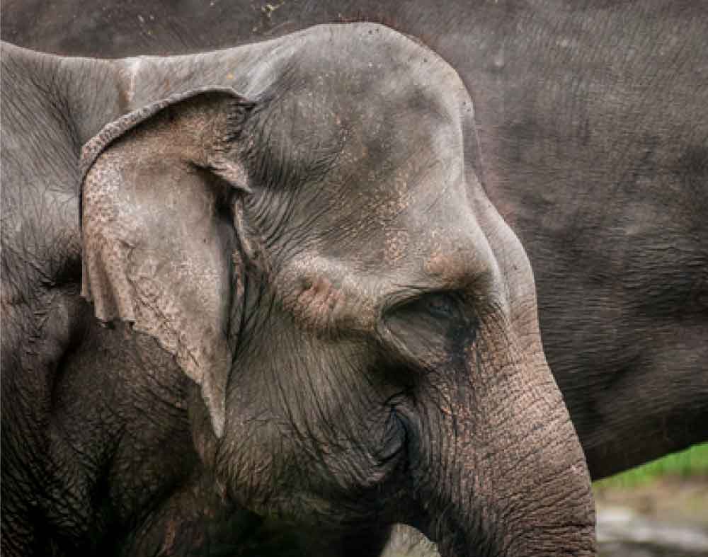 elephant.jpg