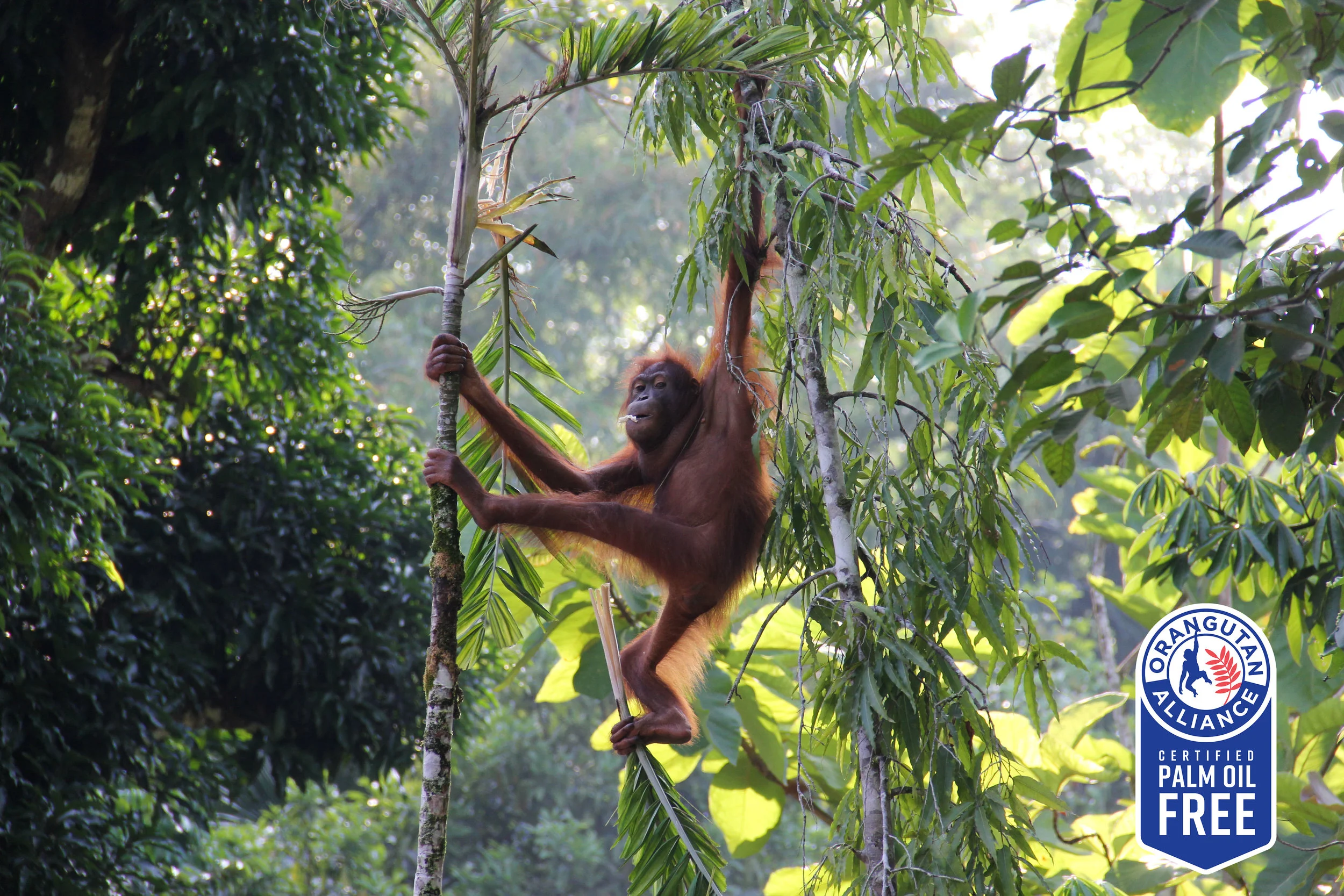 Orangutan_shutterstock_310524923 copy.jpg
