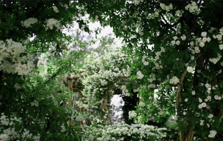 rose sanctuary.jpeg