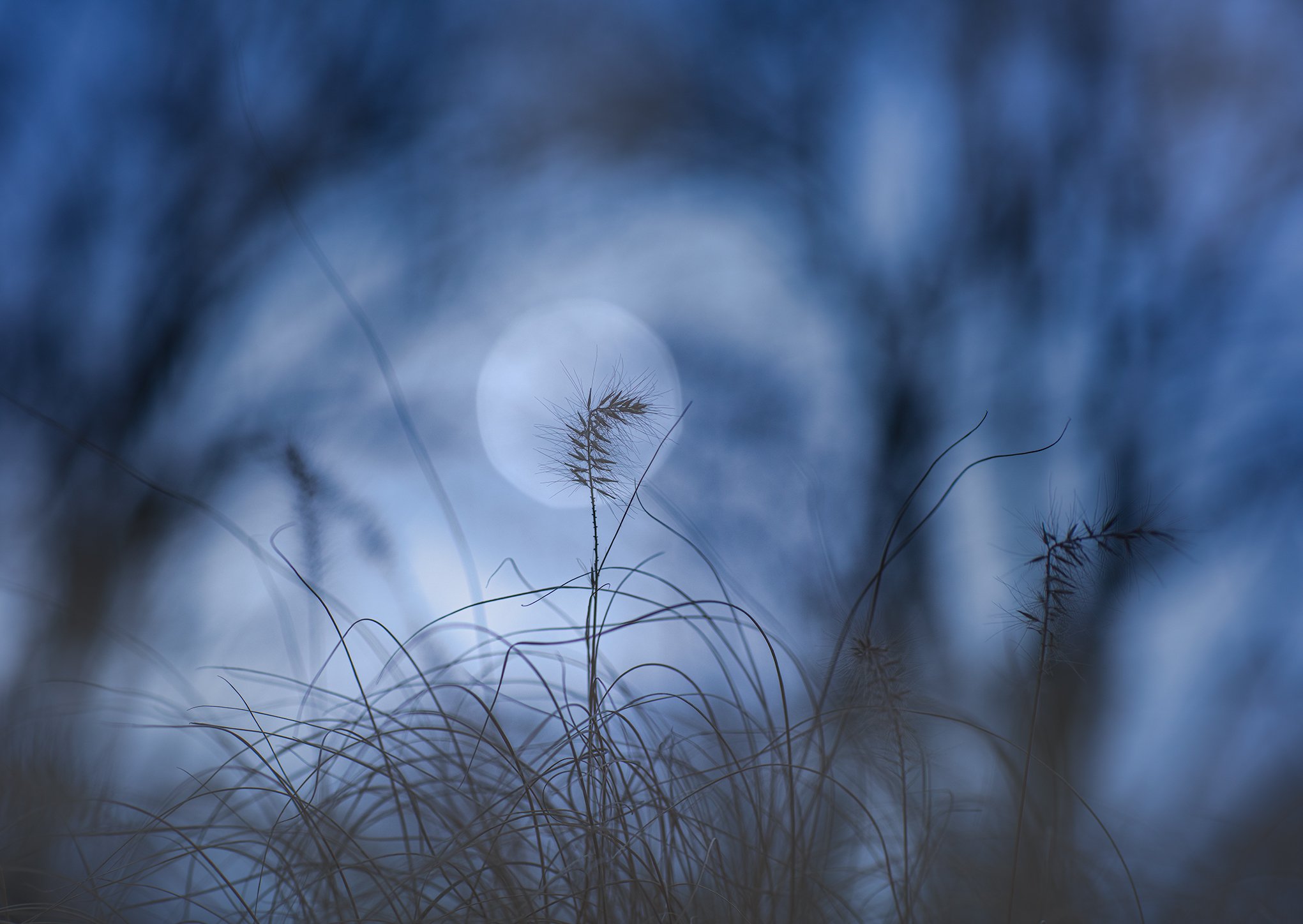 blue grass