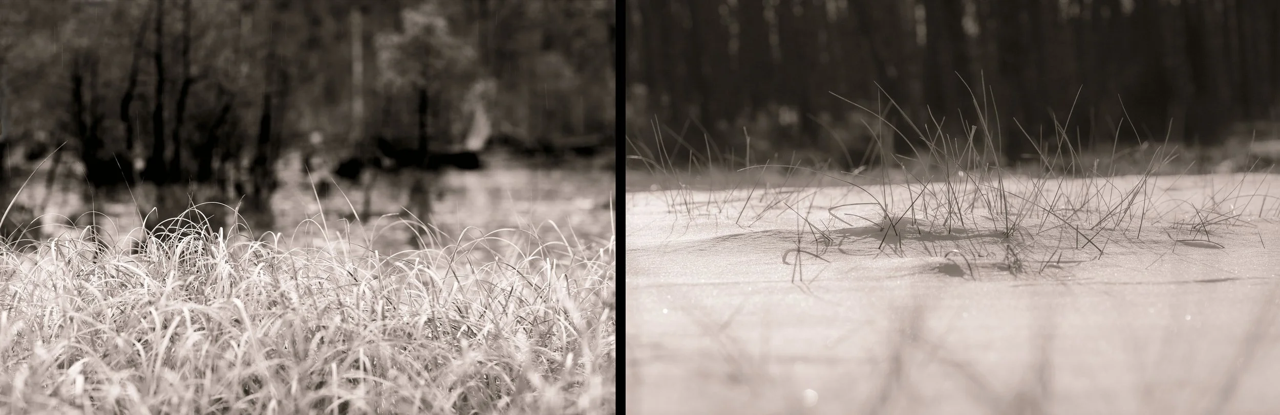 diptych grasses