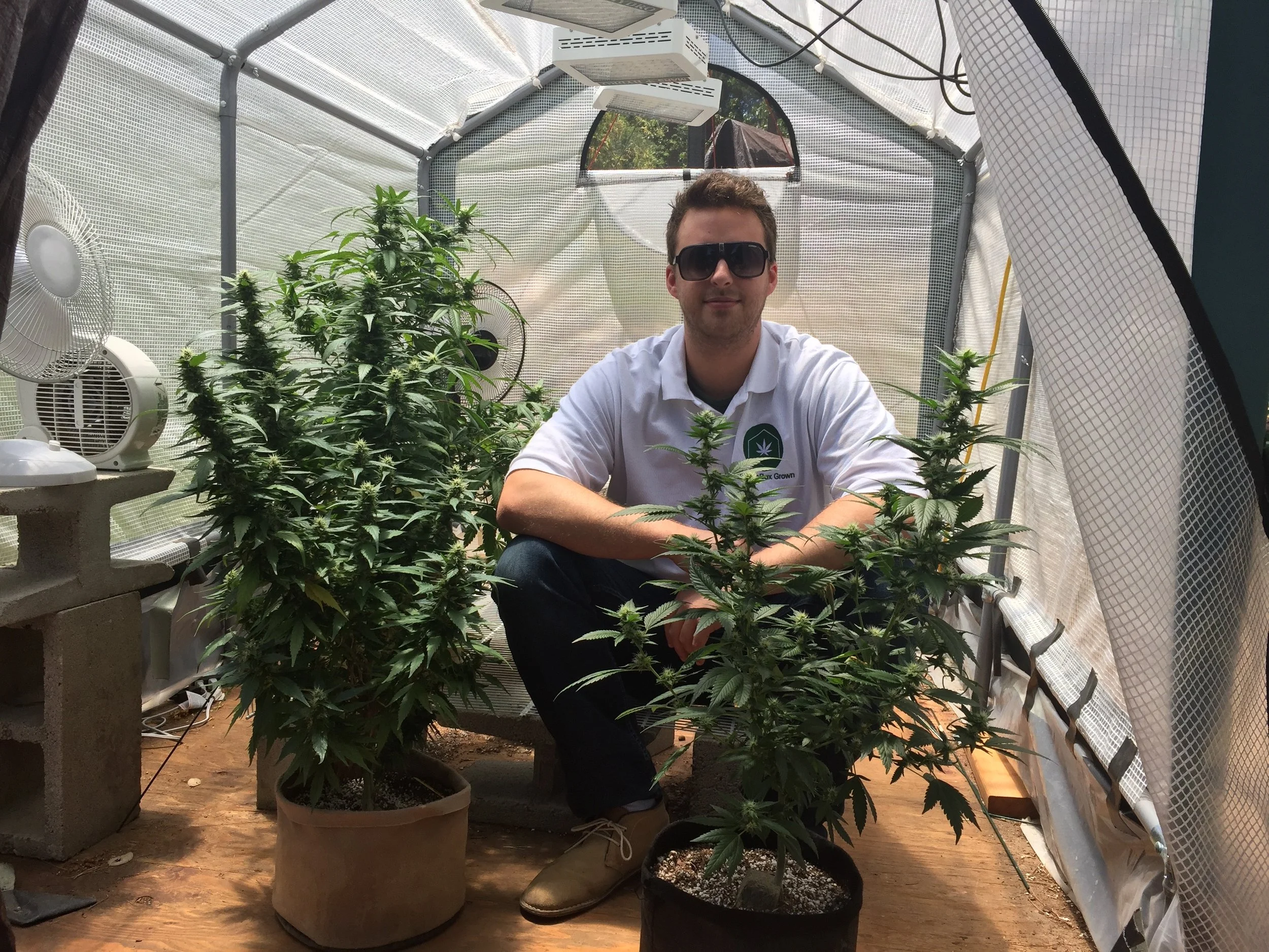 Endless Cannabis.jpg