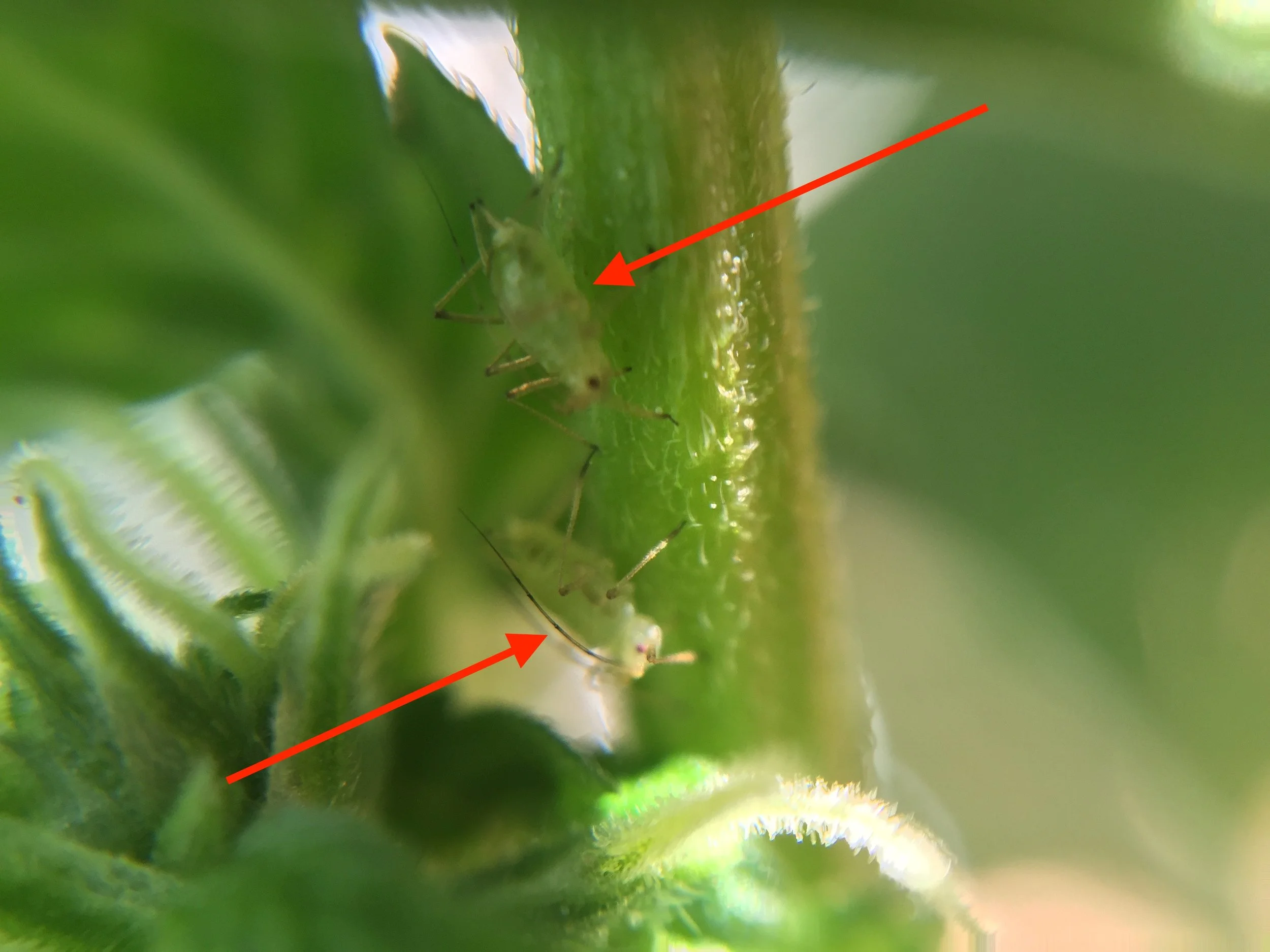 2 Aphids hiding in the shade of a cannabis branch.