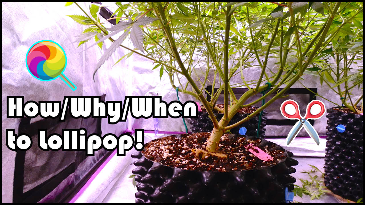 Plant Training Techniques: How to Lollipop — GreenBox Grown