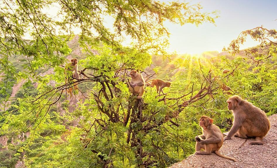 &quot; J u n g l e  o f  L i g h t &quot;

I awoke around four in the morning to glide through the traffic of Jaipur, India to reach Galtiji Monkey Temple by dawn. After meditating with the sunrise, I came across this tribe of monkeys. I tuned in for