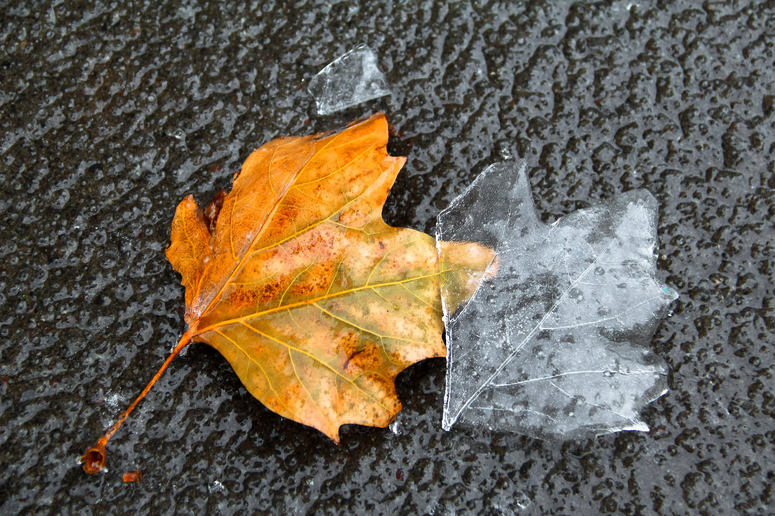 Mirror image - leaf-1.jpg