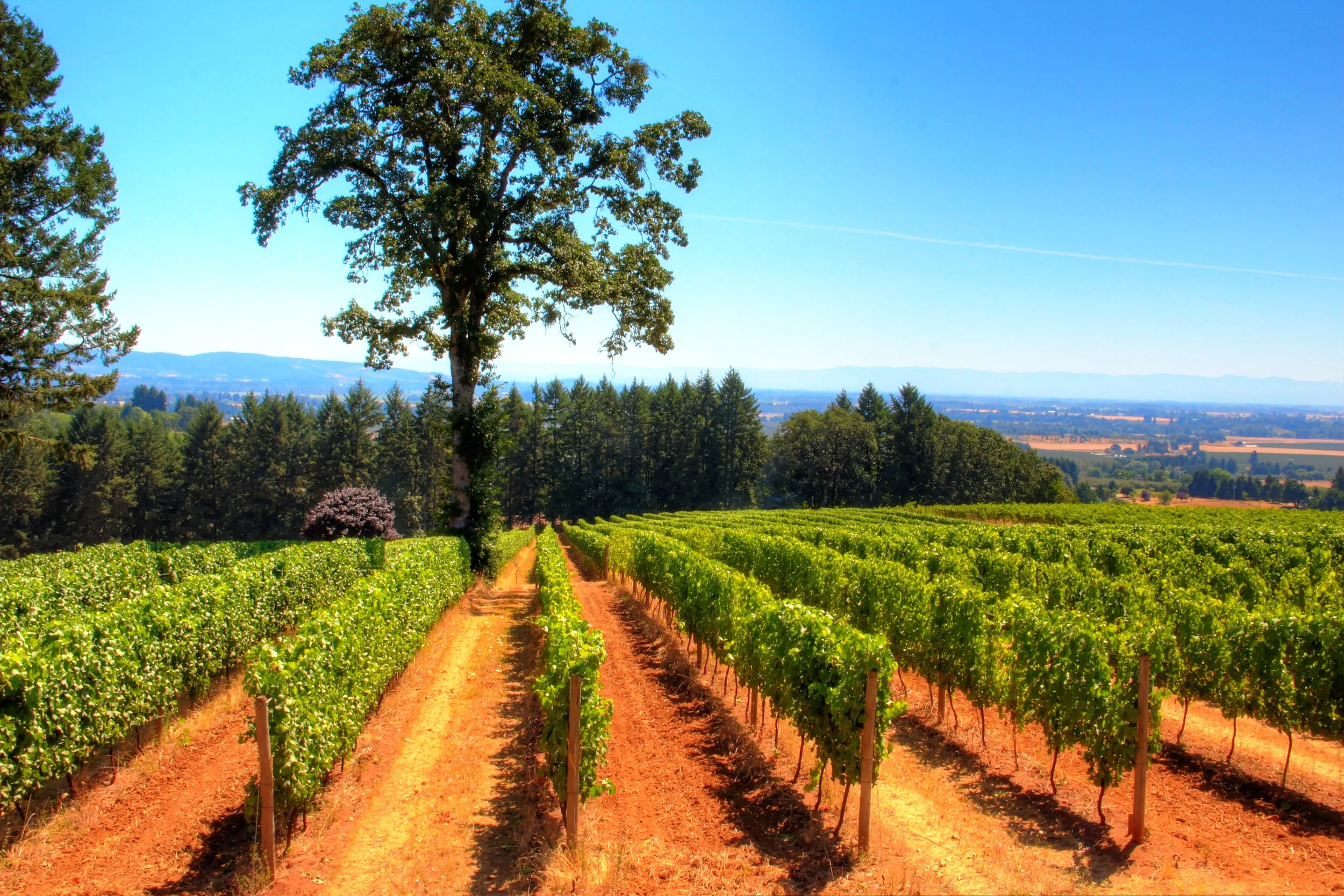 De Ponte Cellars 2.jpg