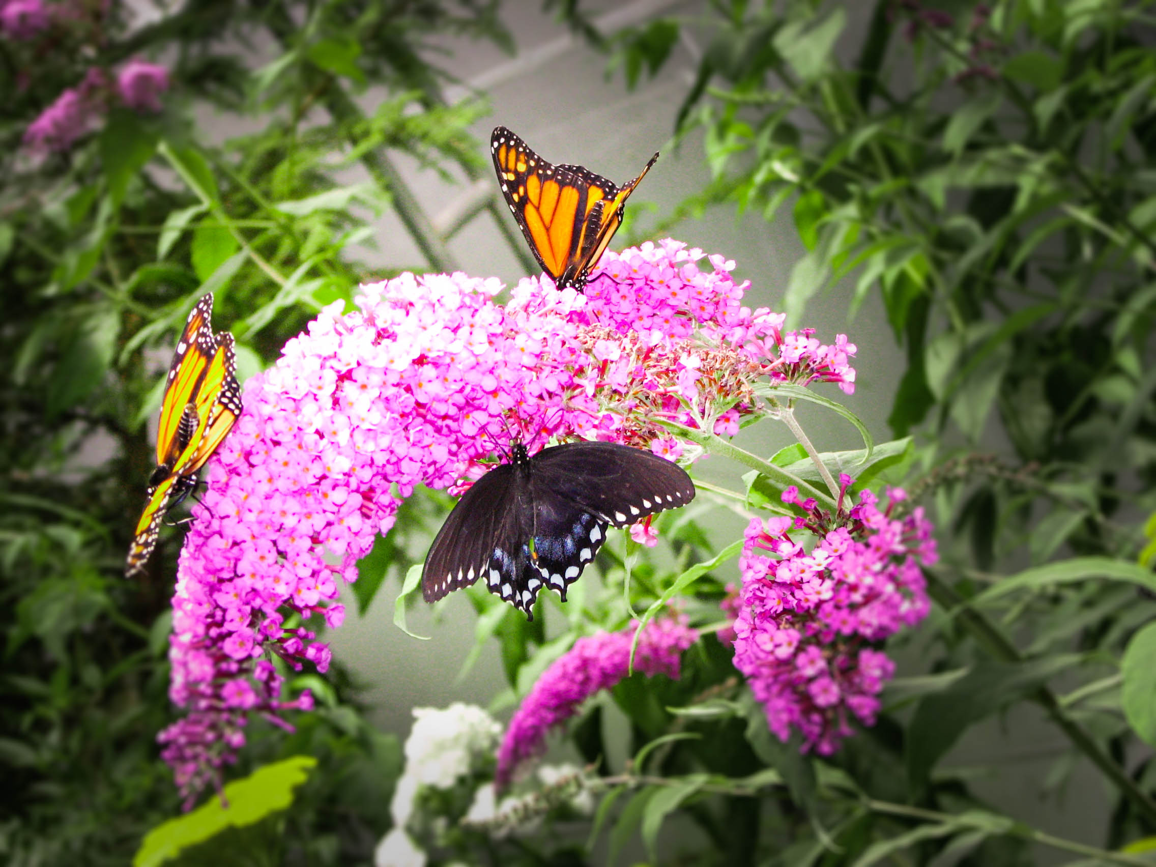 Butterfly collection.jpg