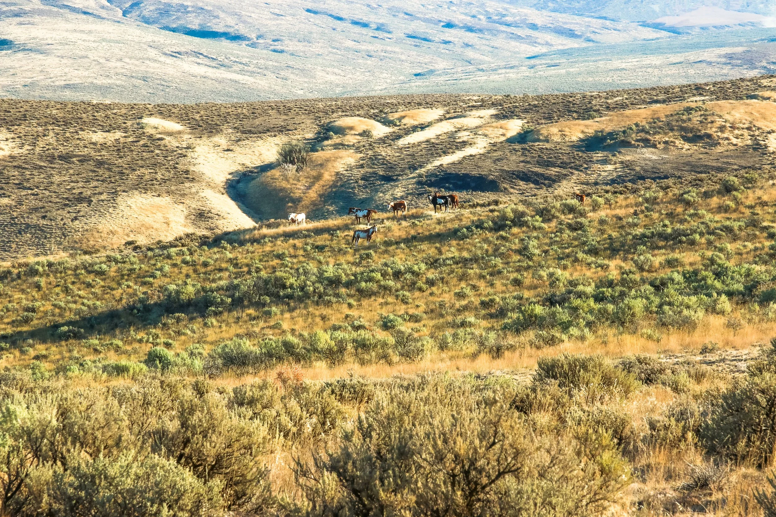 Wild Paints 1 edited.jpg