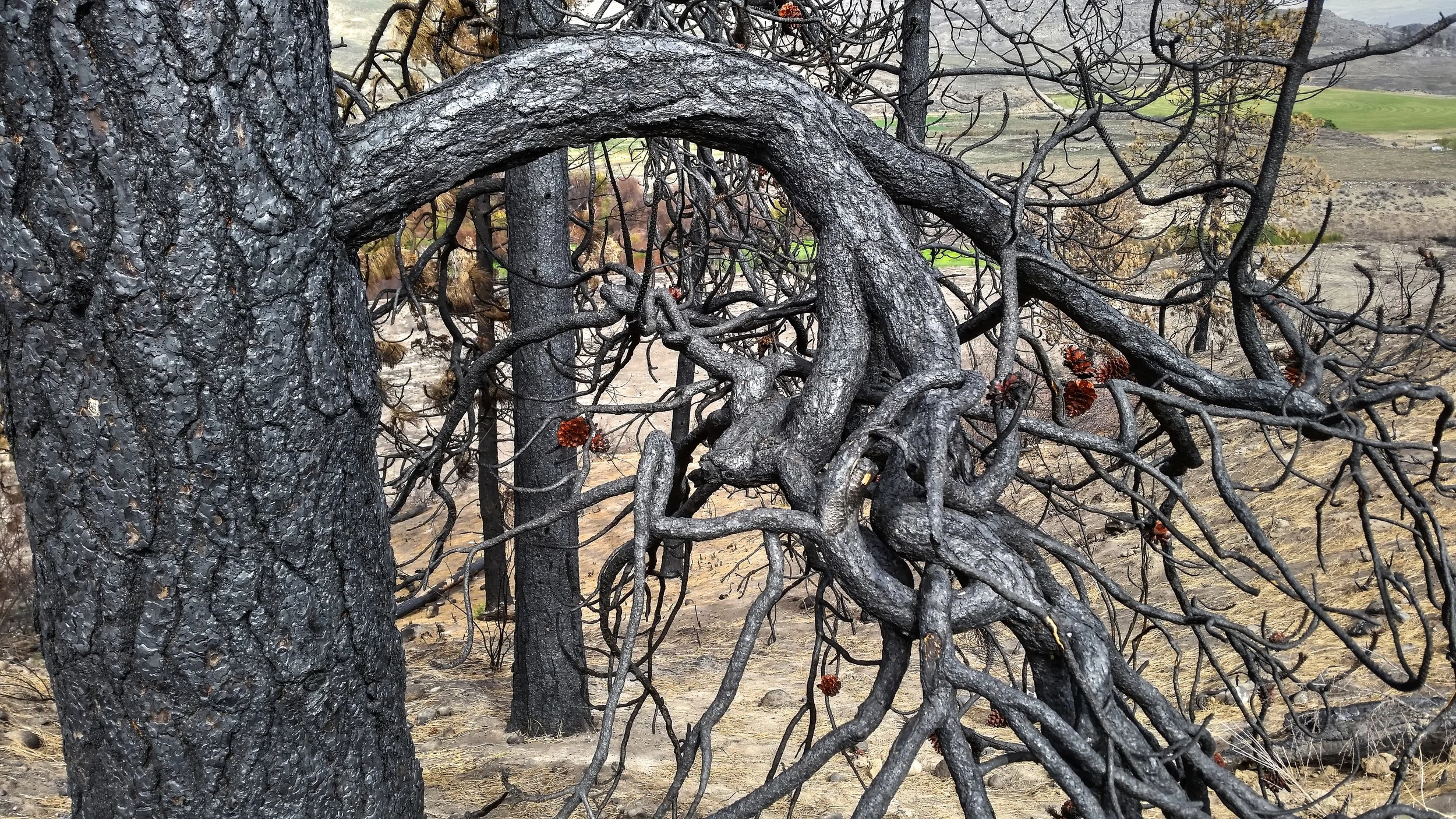 Carlton fire (2)_tonemapped 1.jpg