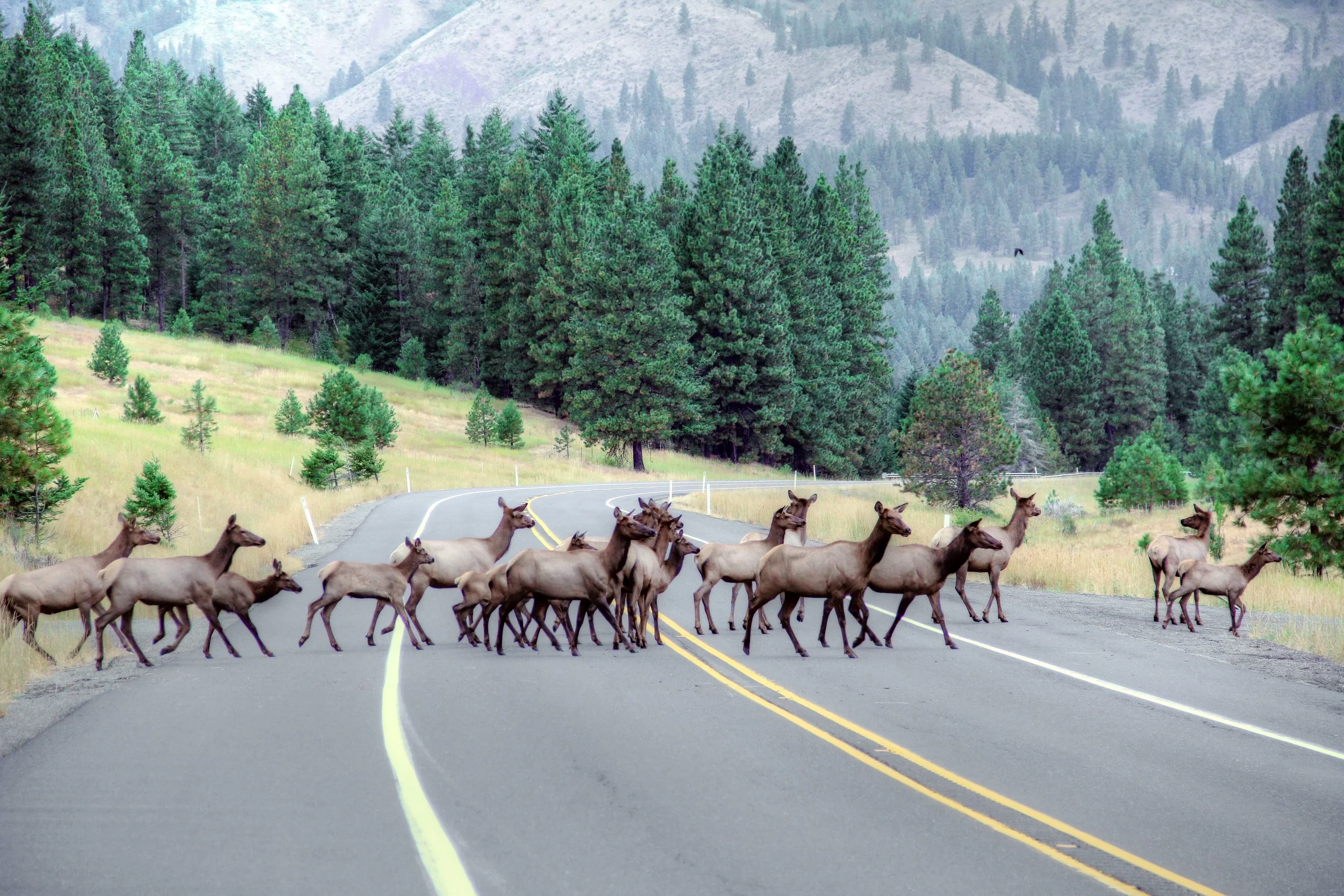 Bedding down (1).jpg