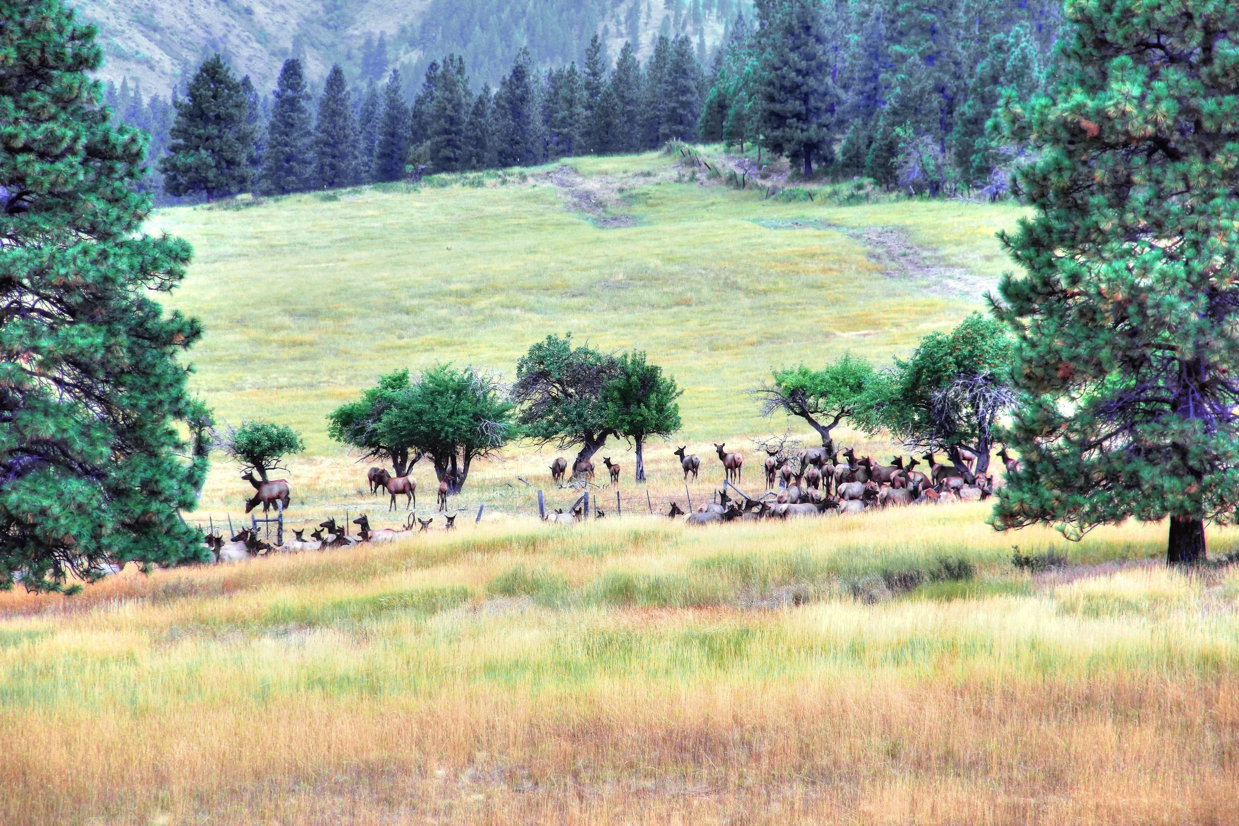 Bedding down (5).jpg