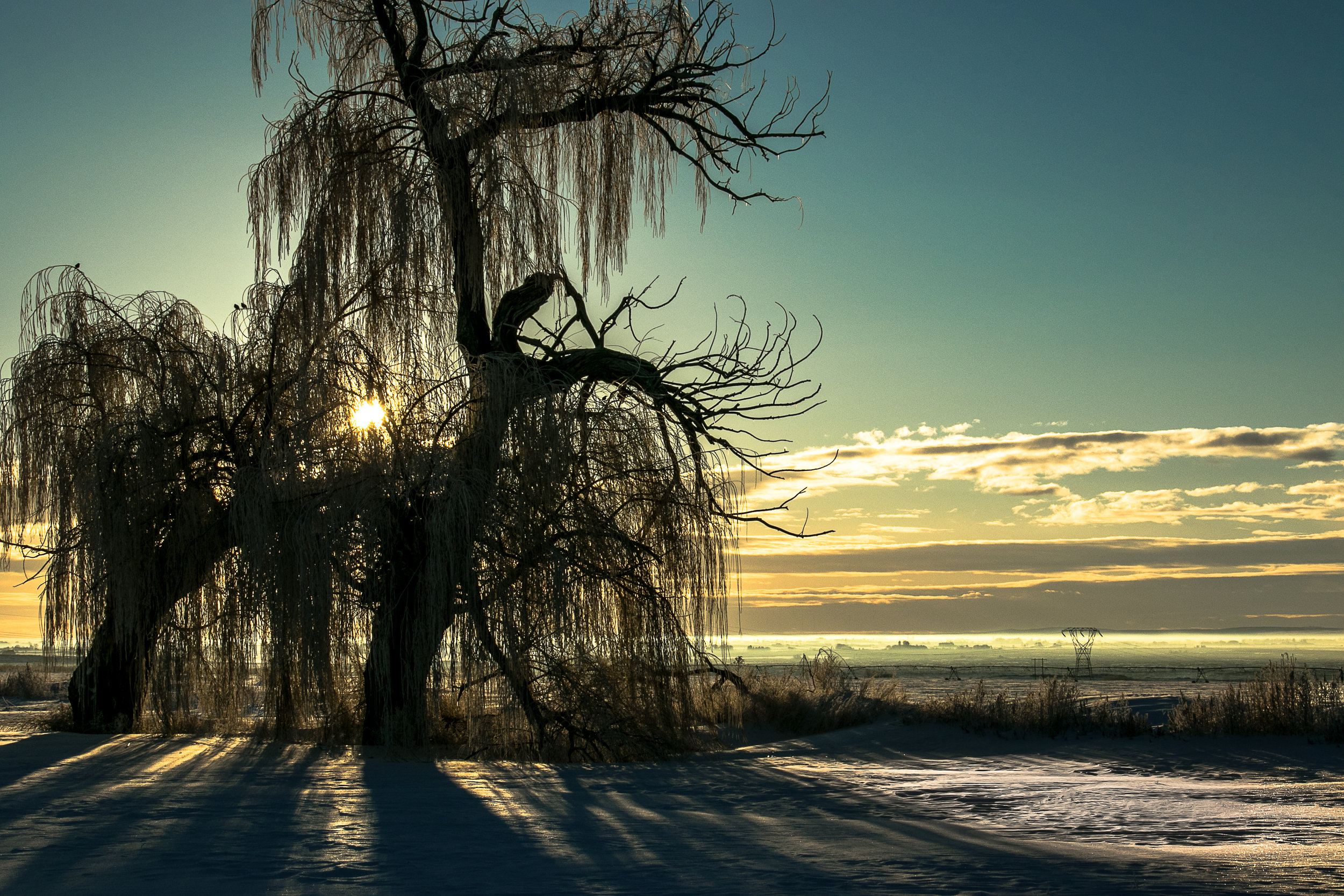 sunrise with tree in snow 2.jpg