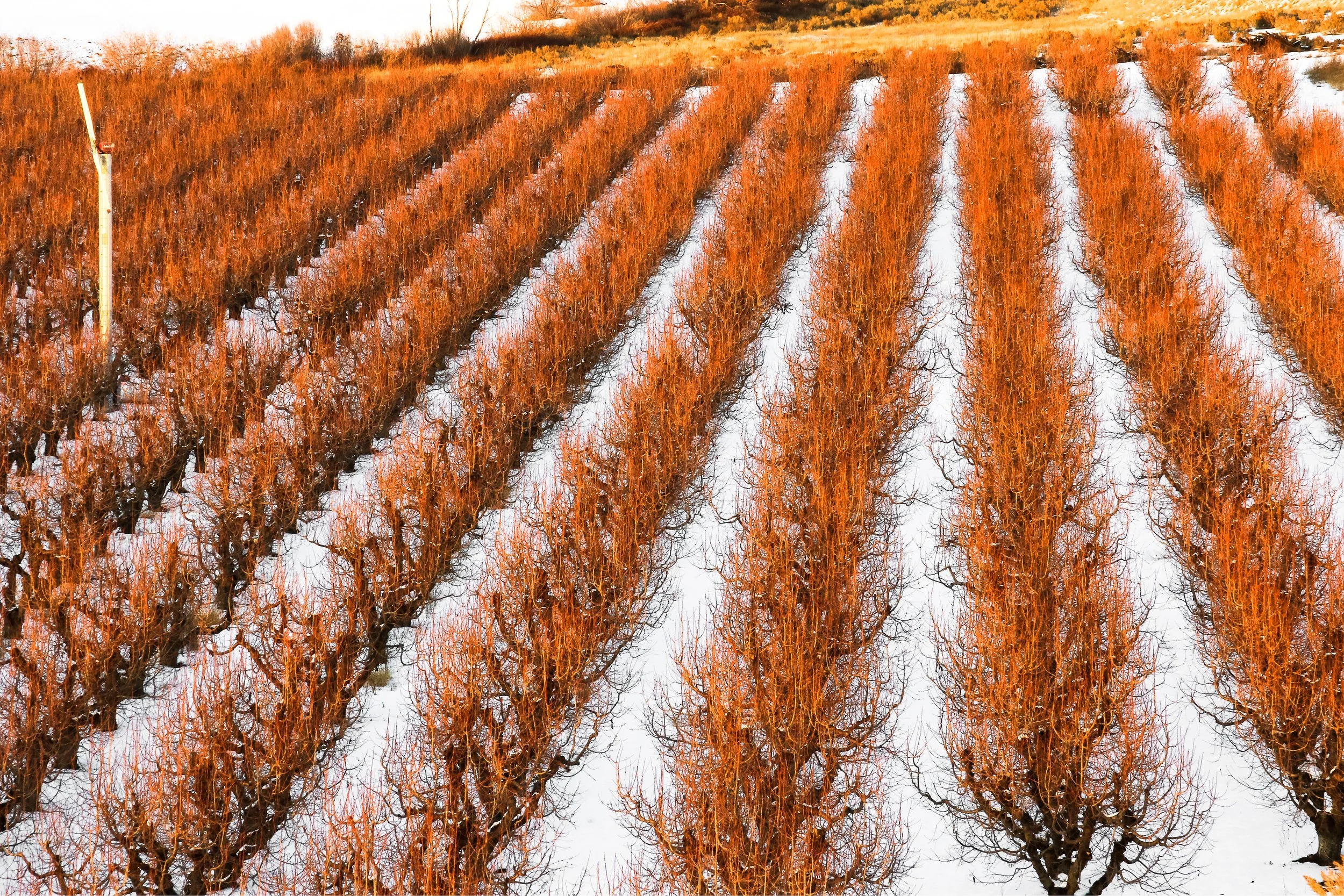 572A0004 (2) resized.jpg