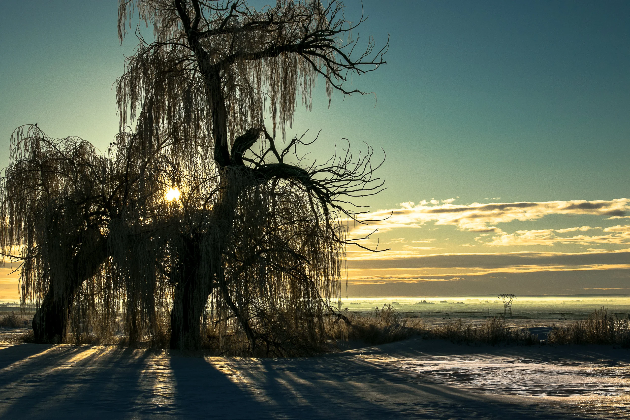 sunrise with tree in snow 2.jpg