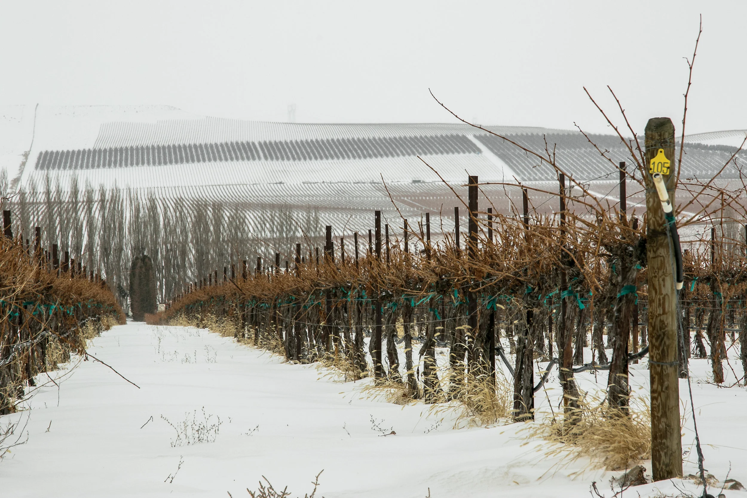 vinyard in fog and snow 4.jpg