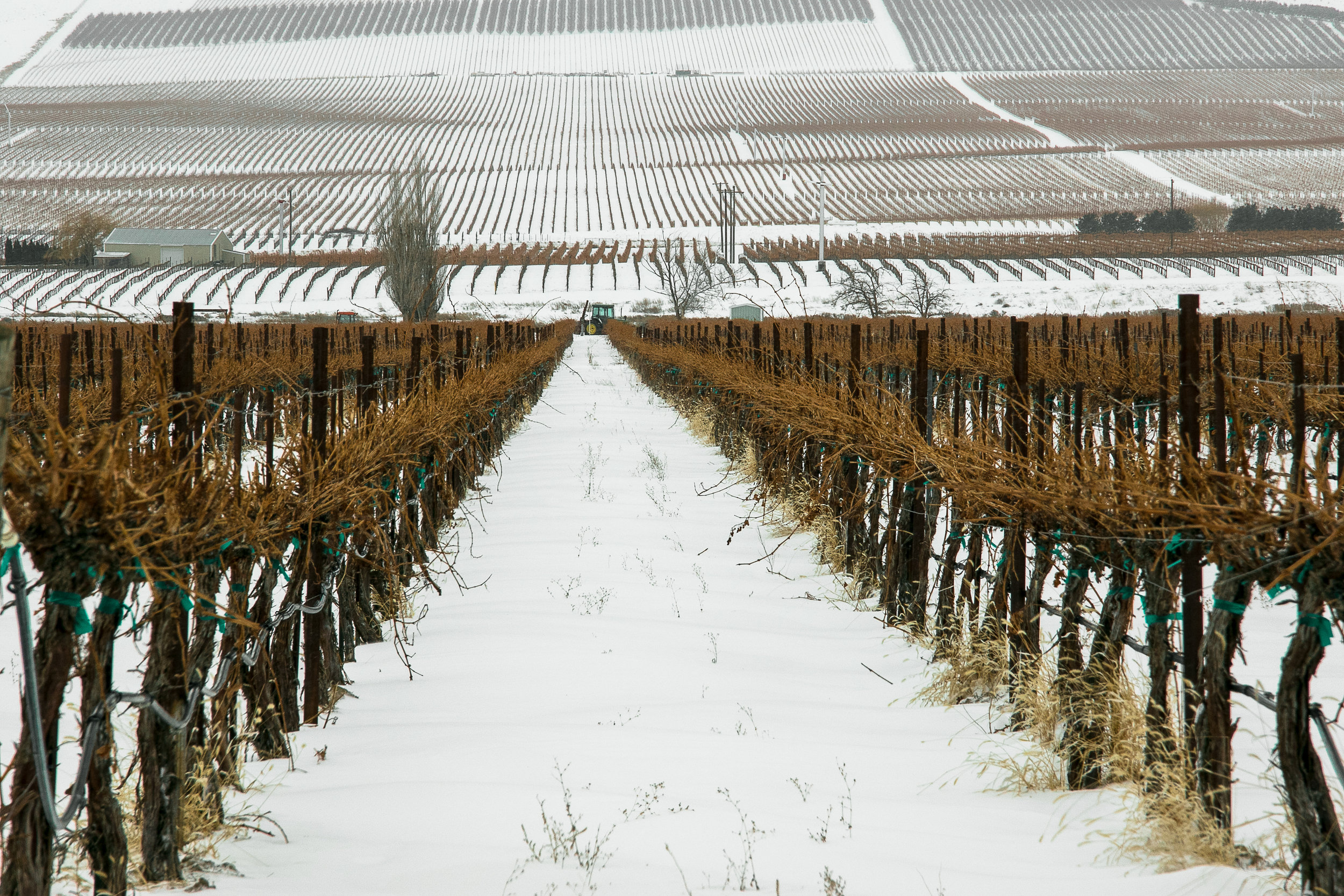 vinyard with fog and snow 5.jpg