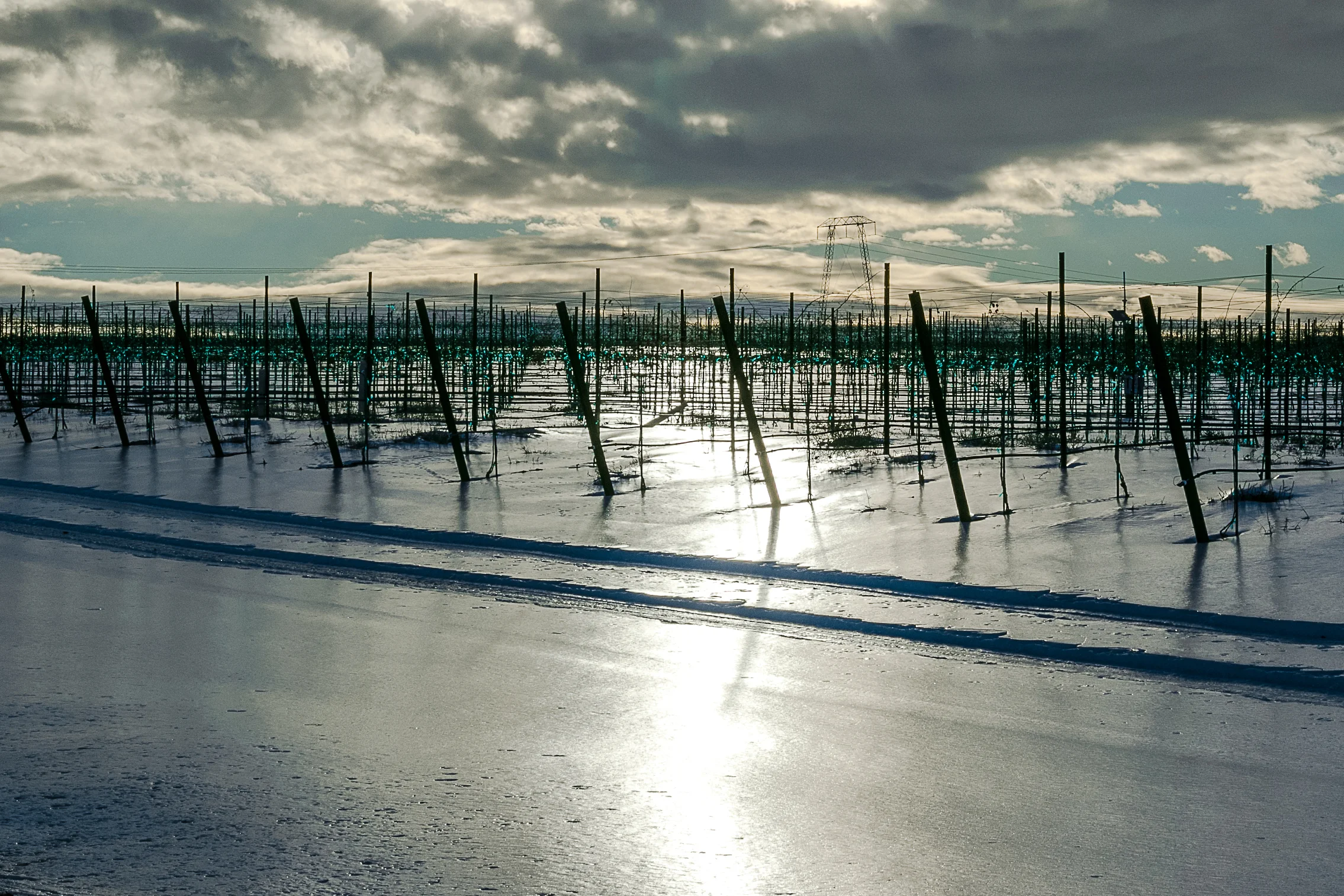 vinyard with frozen rain.jpg