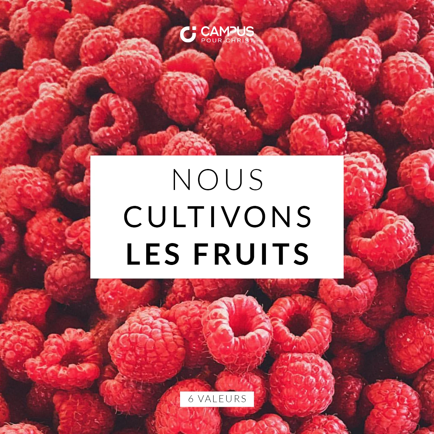  Nous recherchons ce qui produit la vie. Nous soutenons les églises, les équipes et les individus pour qu'ils gardent leur vitalité et multiplient la vie spirituelle. 