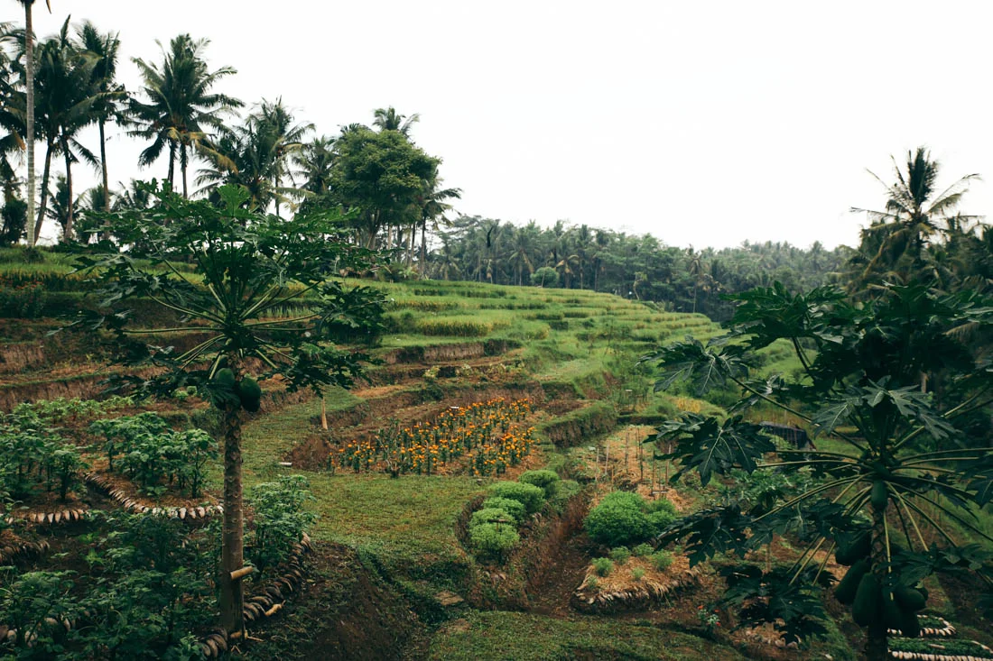 Bali (29 of 136).jpg