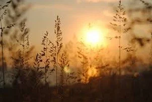 Yin Yoga im Kreis der Jahreszeiten: Übergangszeit Herbst/Sommer