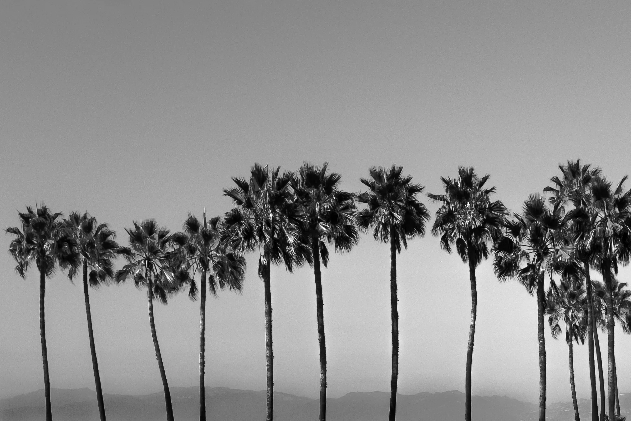 Sway-0028.JPG