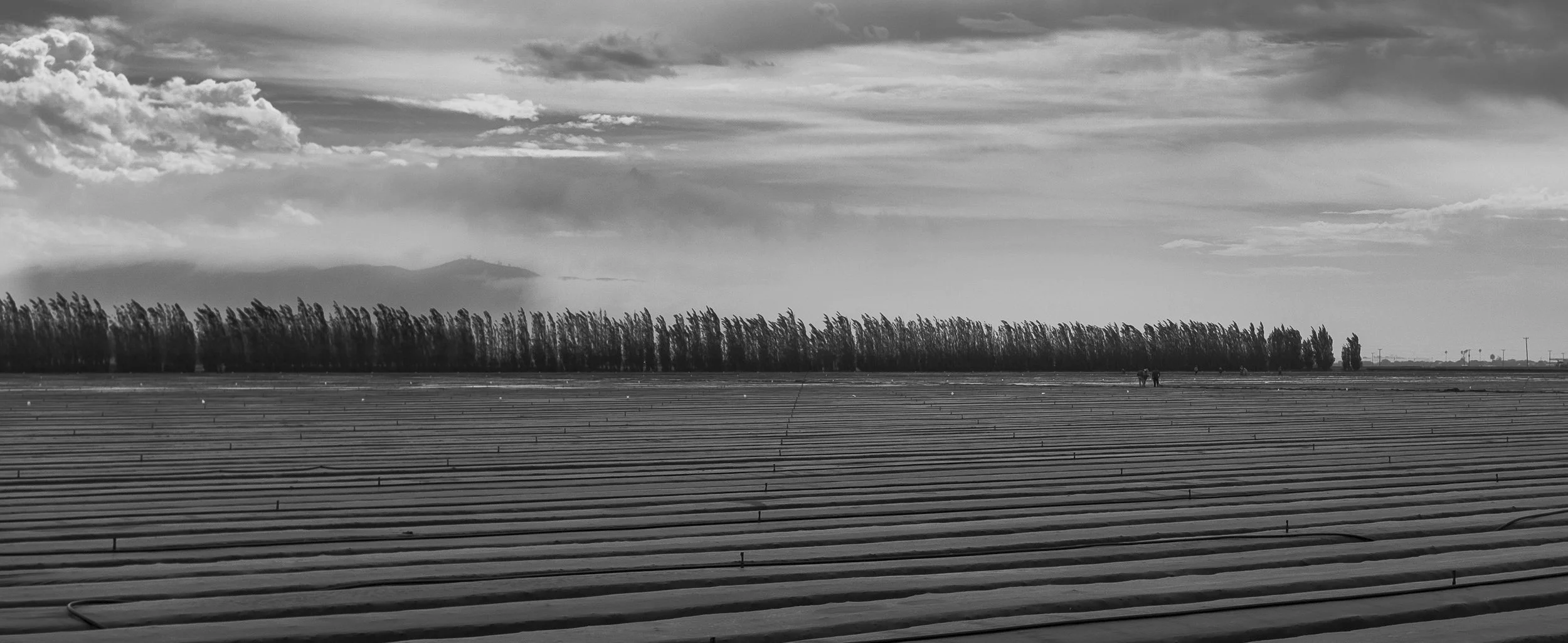 Field of Grey-0182.JPG