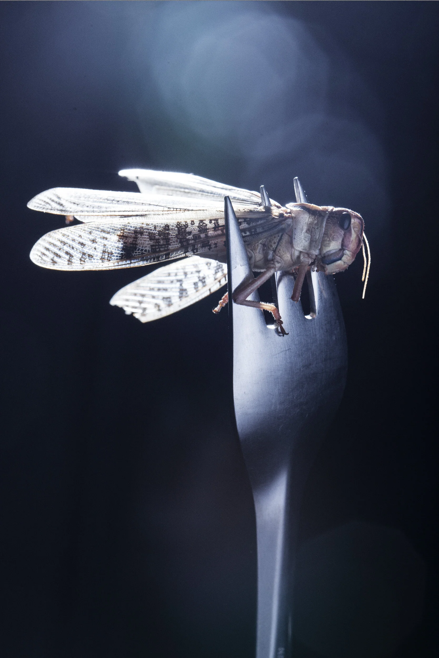  Future protein. Politiken, Ressourcer 