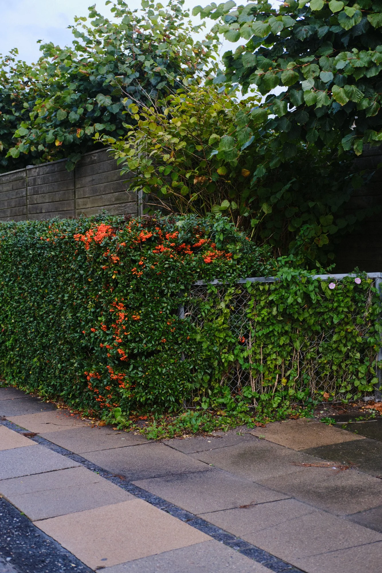 DSCF8571.jpg