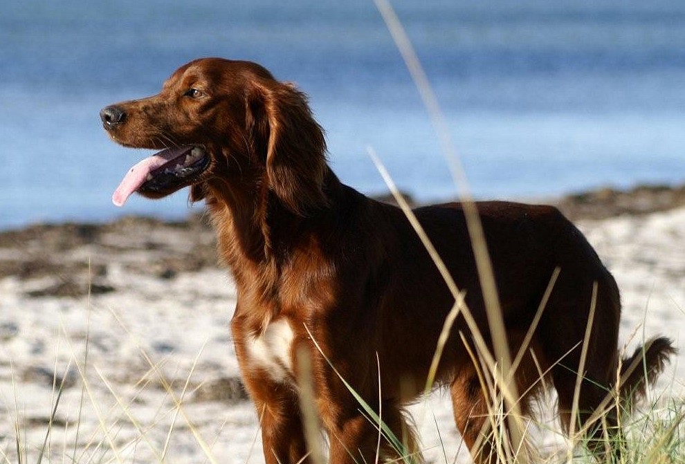  DJCH, DKBRCH Kirstinekjær's Eddie - Årets hund 2014 