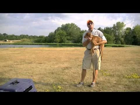 Pointing Dog Puppy Training