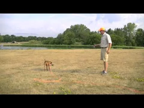 Pointing Dog Puppy Training 2