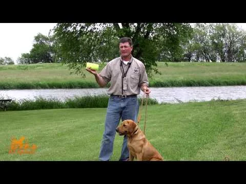 D.T. the Dog Training Video 10 | Conditioning Dogs to Gunfire