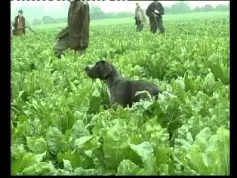 Kragborg Field dog training