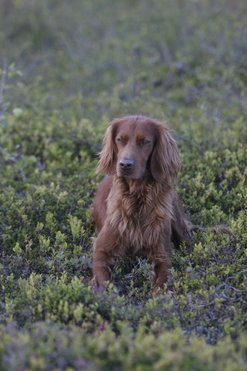  Jaffa 1. vinder på DISK Forårs Vinderklasse i 2010 0g 2012 