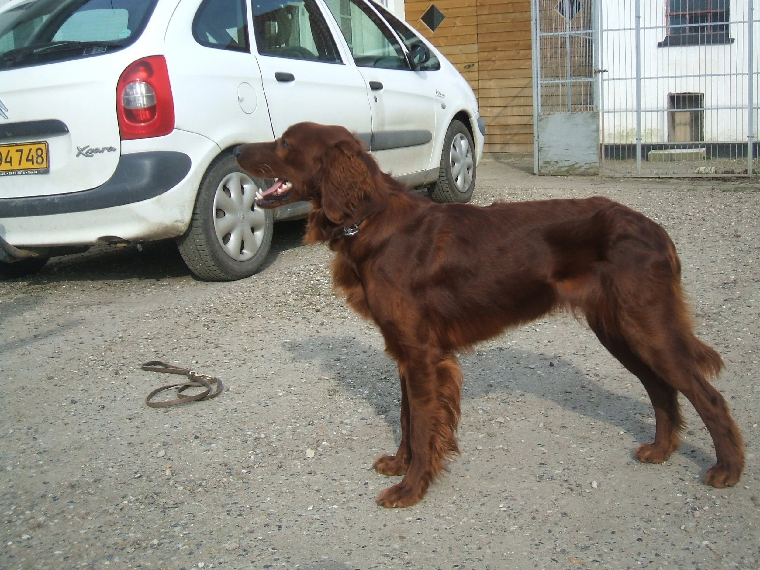 Dansk Pointer Klub Hovedprøve; Vissenbjerg