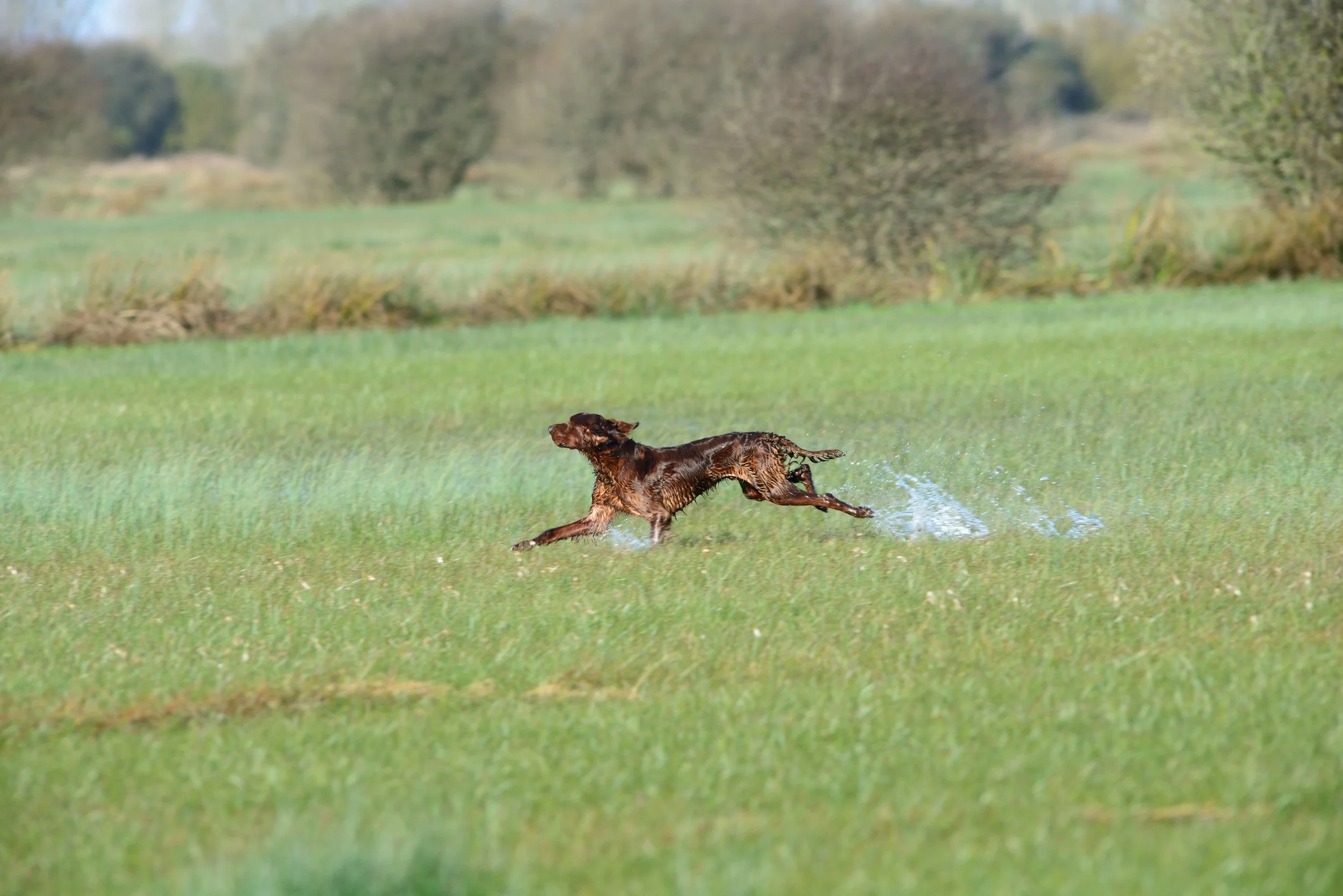 Video fra European Snipe Championship 2017 in Ireland 