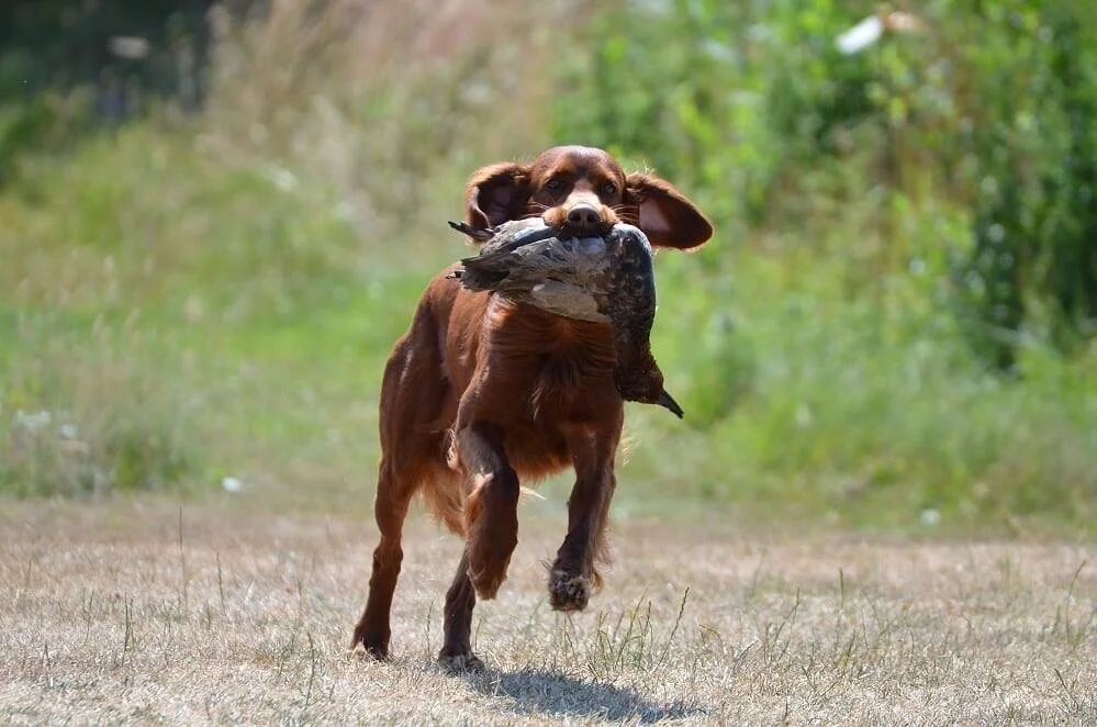 DISK Apporteringsprøve på Fyn 
