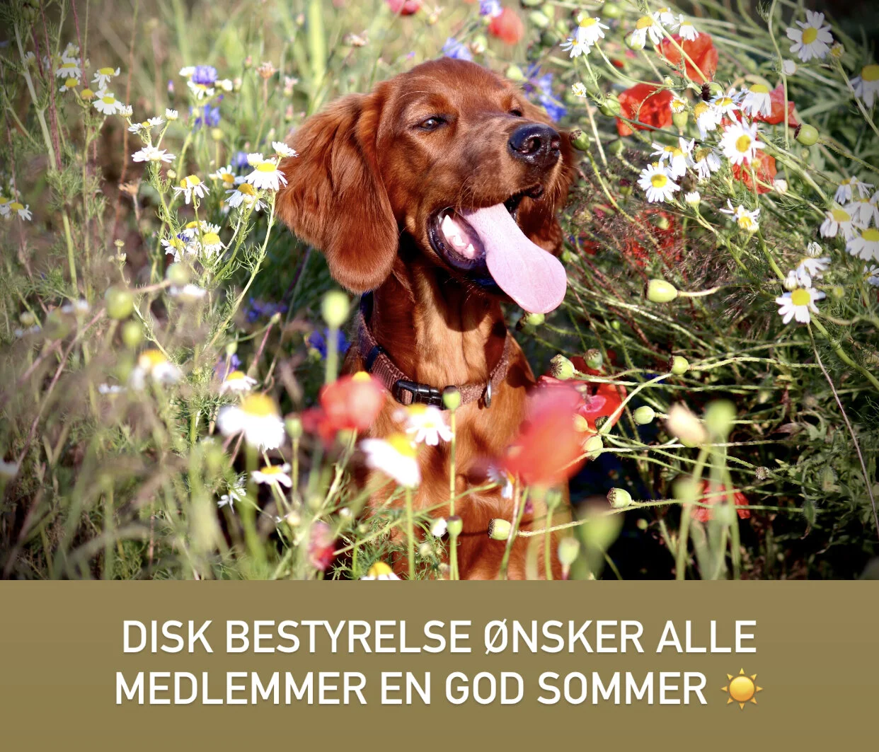 God sommer fra DISK bestyrelse