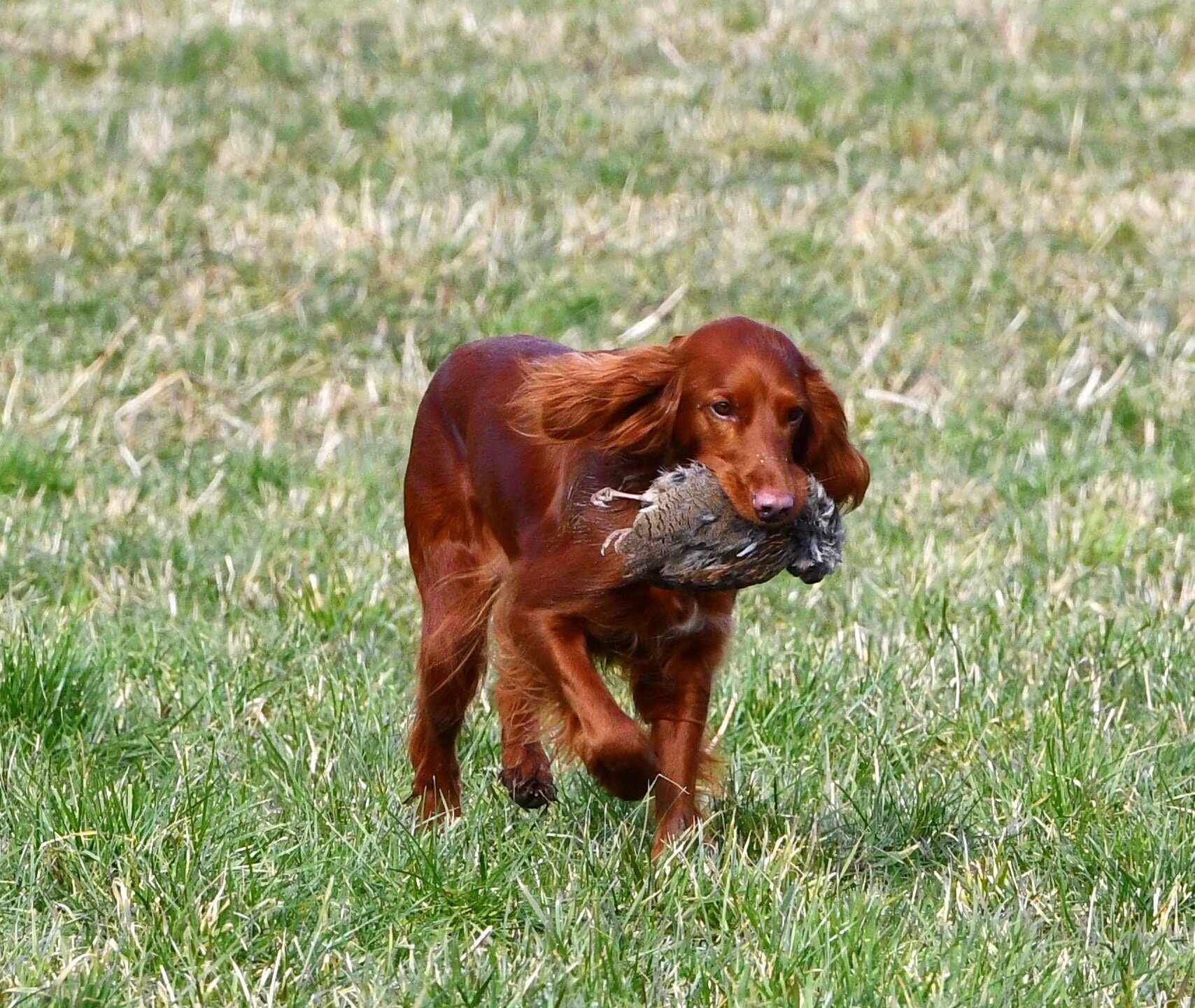 Apporterings træning på Sjælland