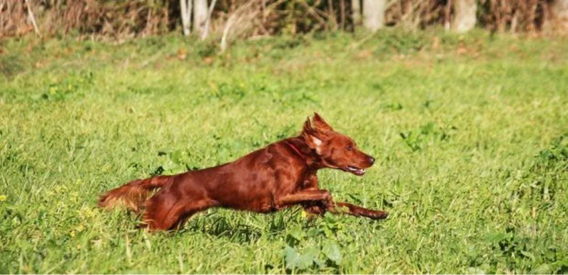 Deadline nærmer sig